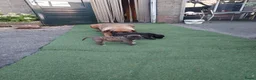 Kruising honden te koop: Boerboel x amerikaanse stafford pups - Advertentie 5