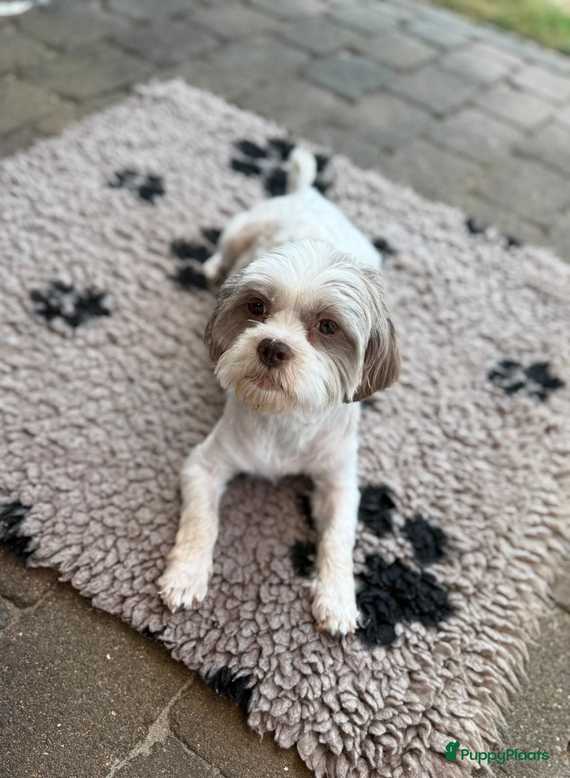 Kruising honden Prachtig nest Maltipoo/Boompoo - Advertentie 1