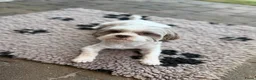 Kruising honden te koop: Prachtig nest Maltipoo/Boompoo - Advertentie 1