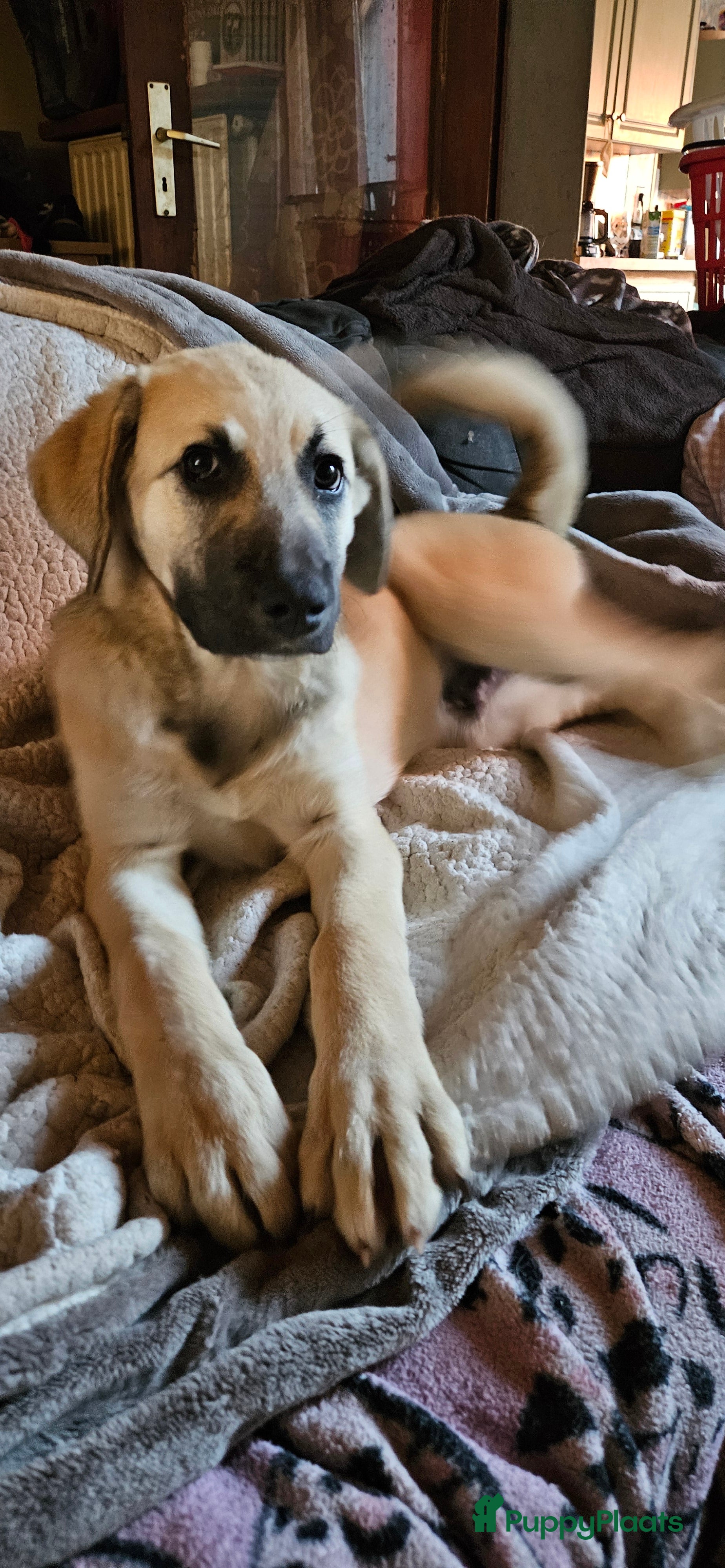 Kruising honden Reutje - Advertentie 2