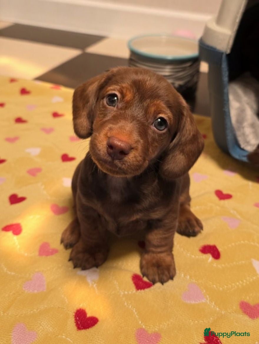 Teckel (korthaar)  honden Dwergteckel pups zoeken - Advertentie 2