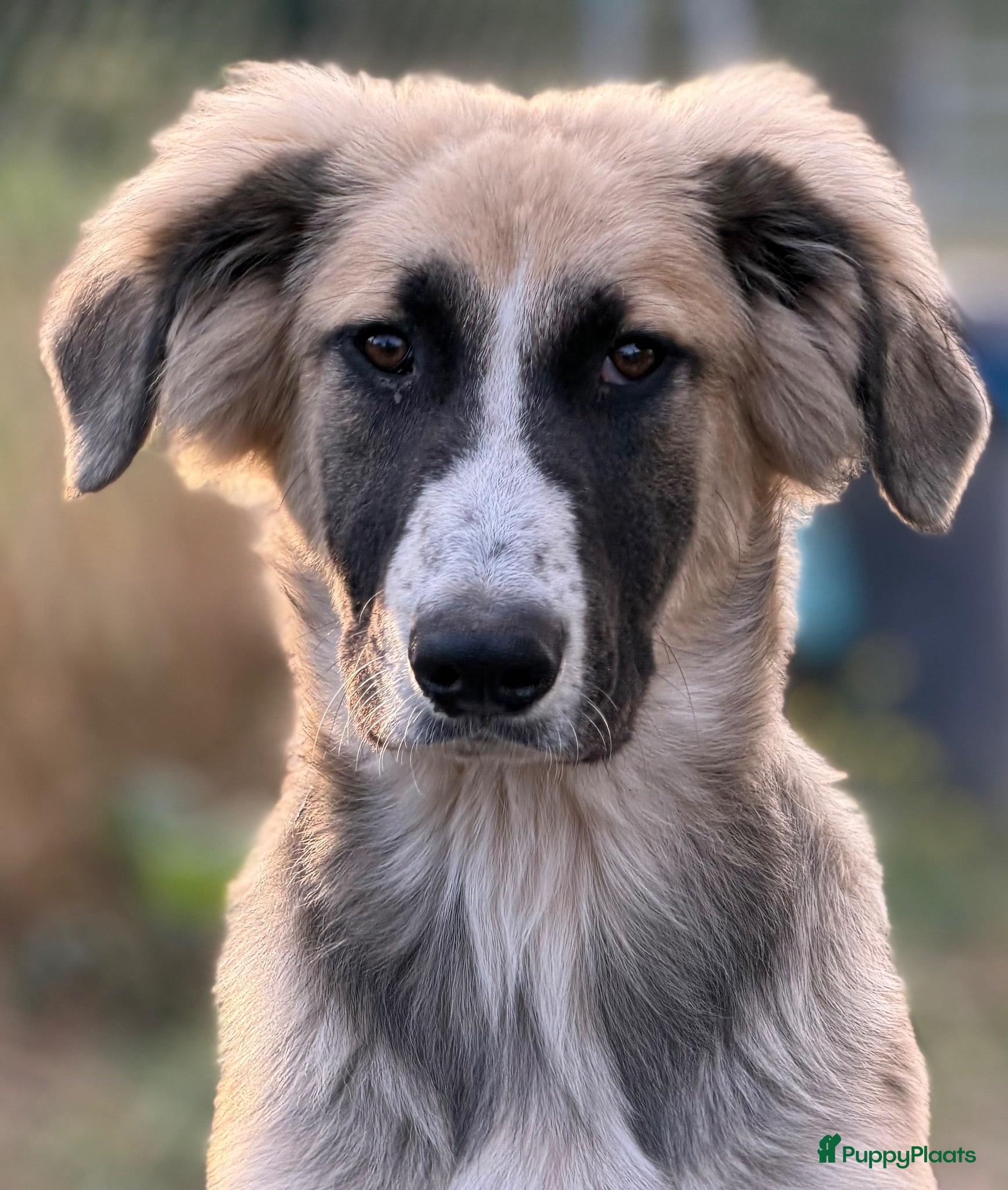 Kruising honden Ariee - Advertentie 1
