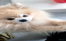 Pomeriaan honden te koop: Volwassen pomeriaan - Afbeelding 13