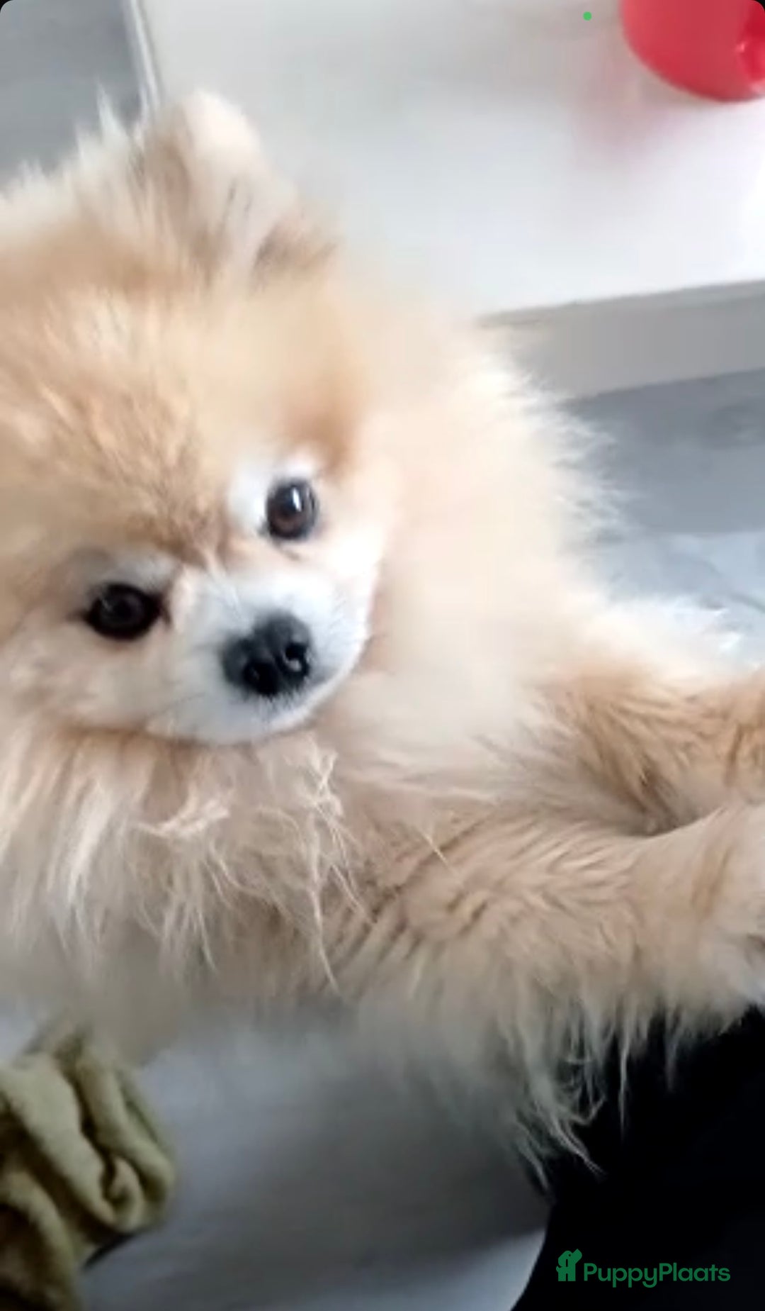 Pomeriaan honden te koop: Volwassen pomeriaan - Afbeelding 13