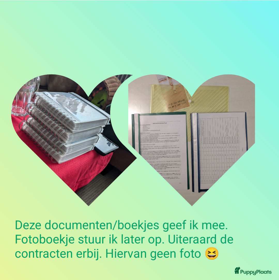 Maltipoo honden te koop: Fantastisch zwarte Maltipoo F1b 🥰 Anti-allergie - Advertentie 19