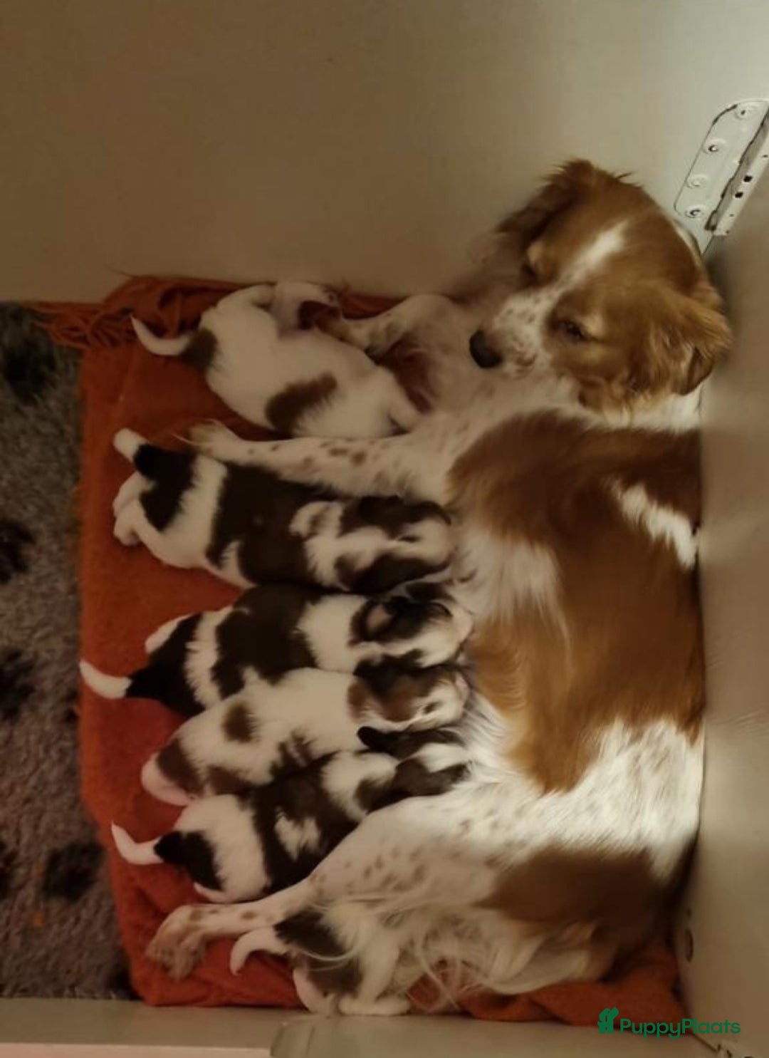 Kooikerhondje honden te koop: 6 Kooiker pups / alle nu gereserveerd!  - Advertentie 14