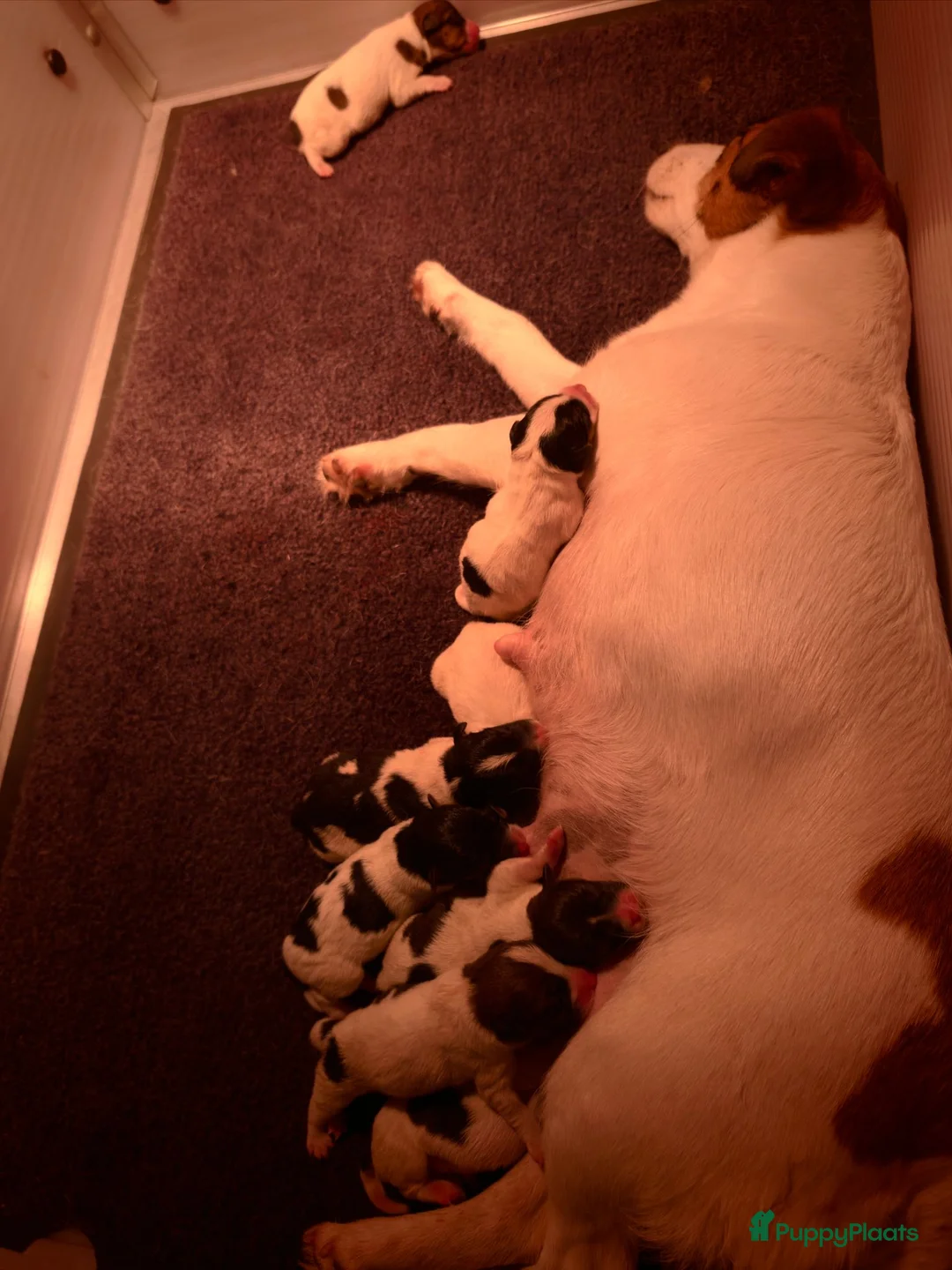 Jack Russel Terriër honden te koop: Lieve Jack Russell pups - Advertentie 10