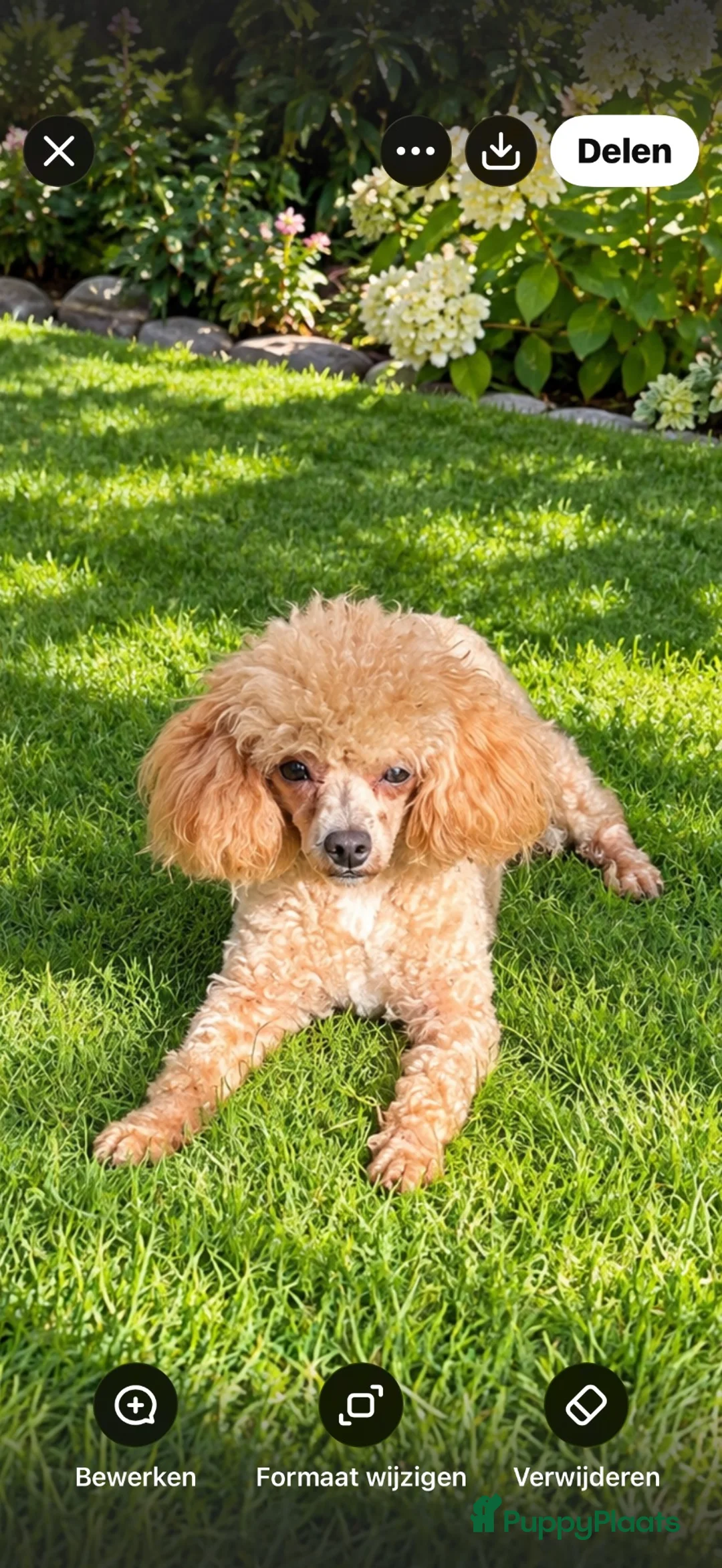 Kruising honden te koop: Pomapoo reutje zie beschrijving  - Advertentie 3