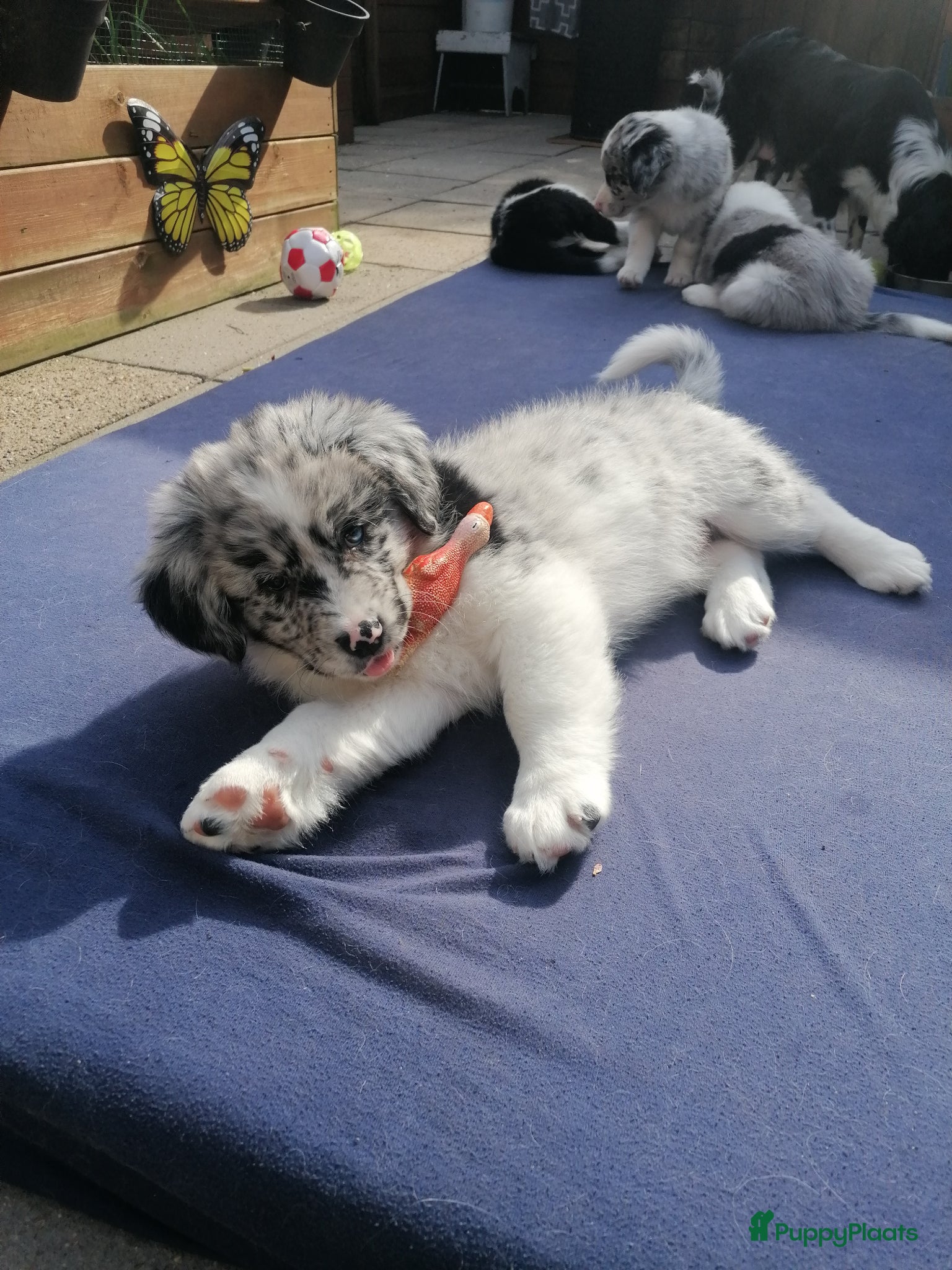 Kruising honden Mooie knappert te koop - Advertentie 4