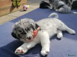 Kruising honden Mooie knappert te koop - Advertentie 4