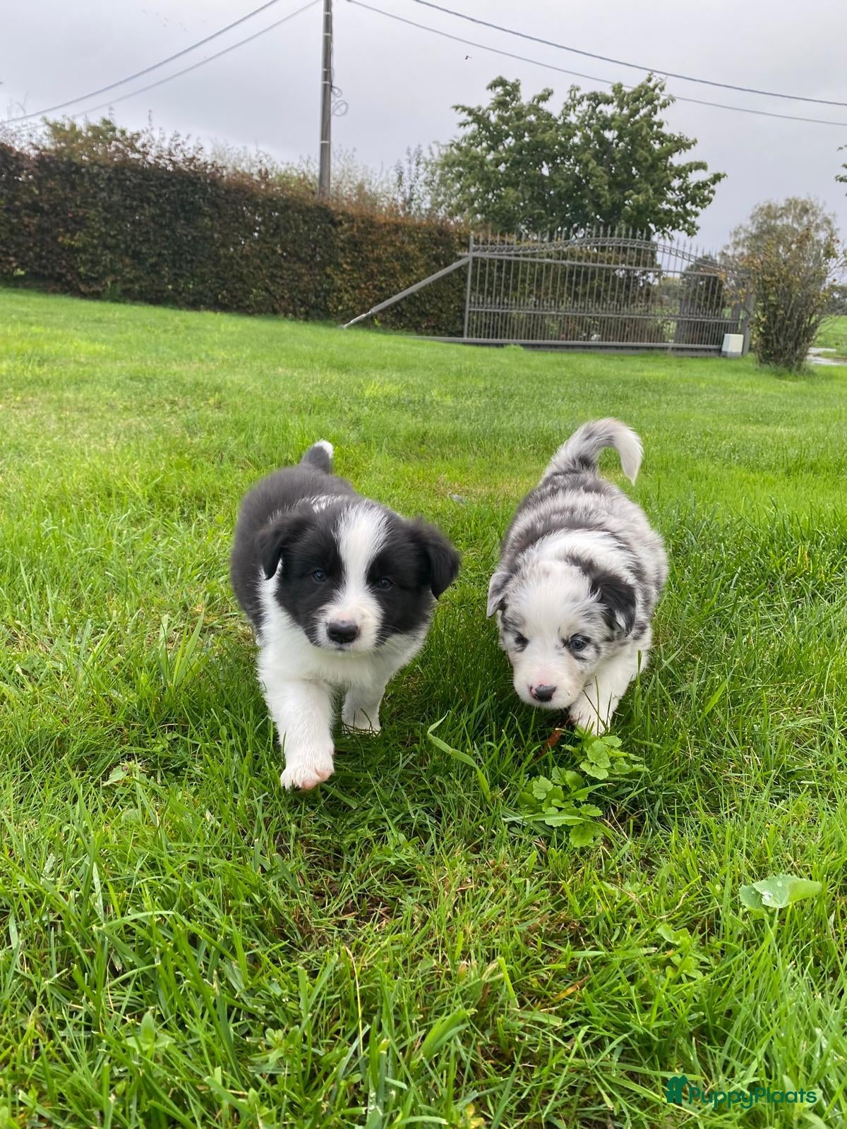 Border Collie honden te koop: Border Collie pups - Advertentie 2