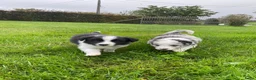 Border Collie honden te koop: Border Collie pups - Advertentie 1