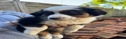 Australian Shepherd honden te koop: Prachtige australische herder pups - Advertentie 4