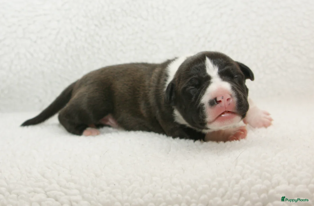 American Staffordshire Terriër honden te koop: Carmichael's nest - Advertentie 2