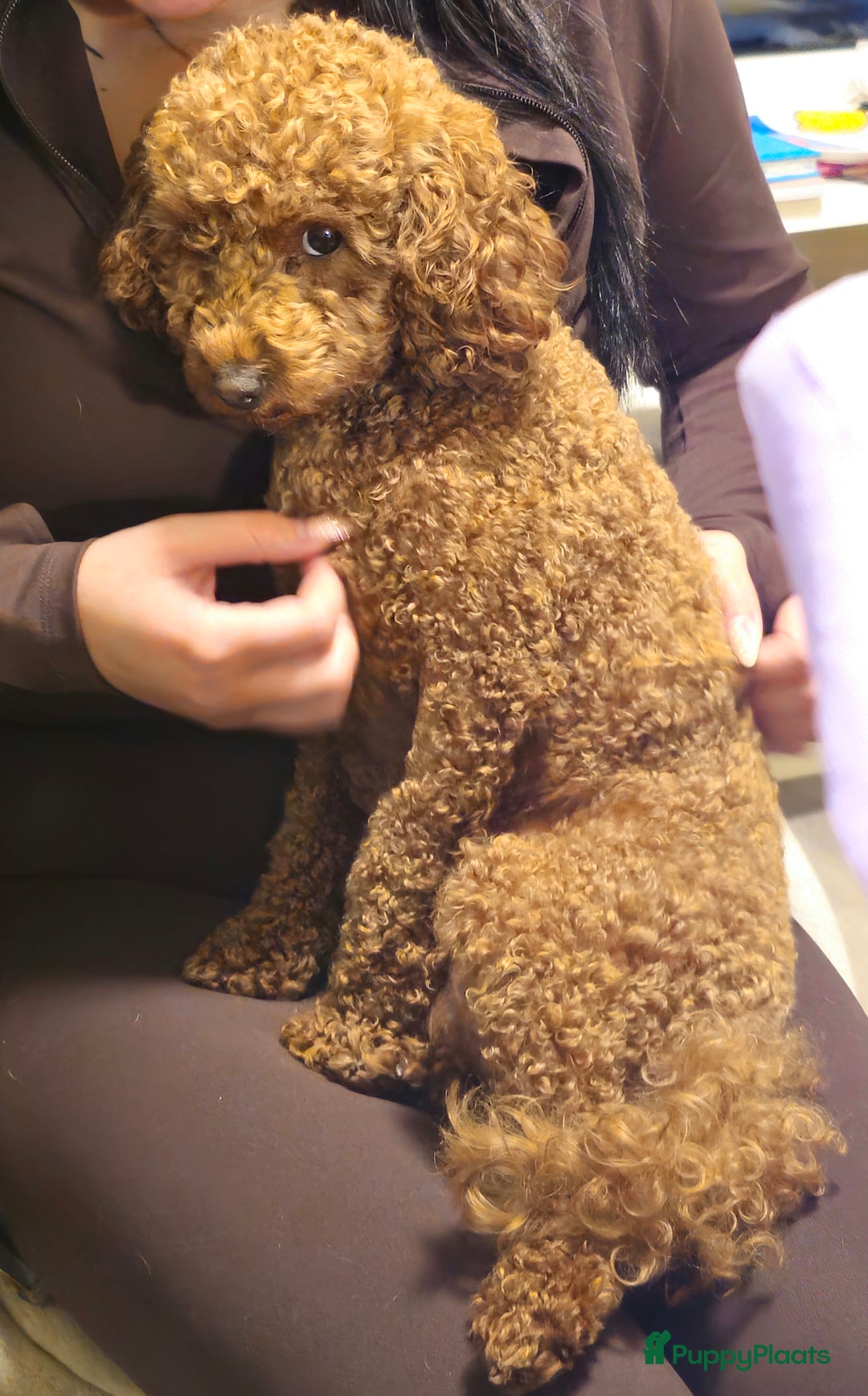 Poedel Toy honden te koop: Toy/dwerg poedel pups 🐾 - Advertentie 3