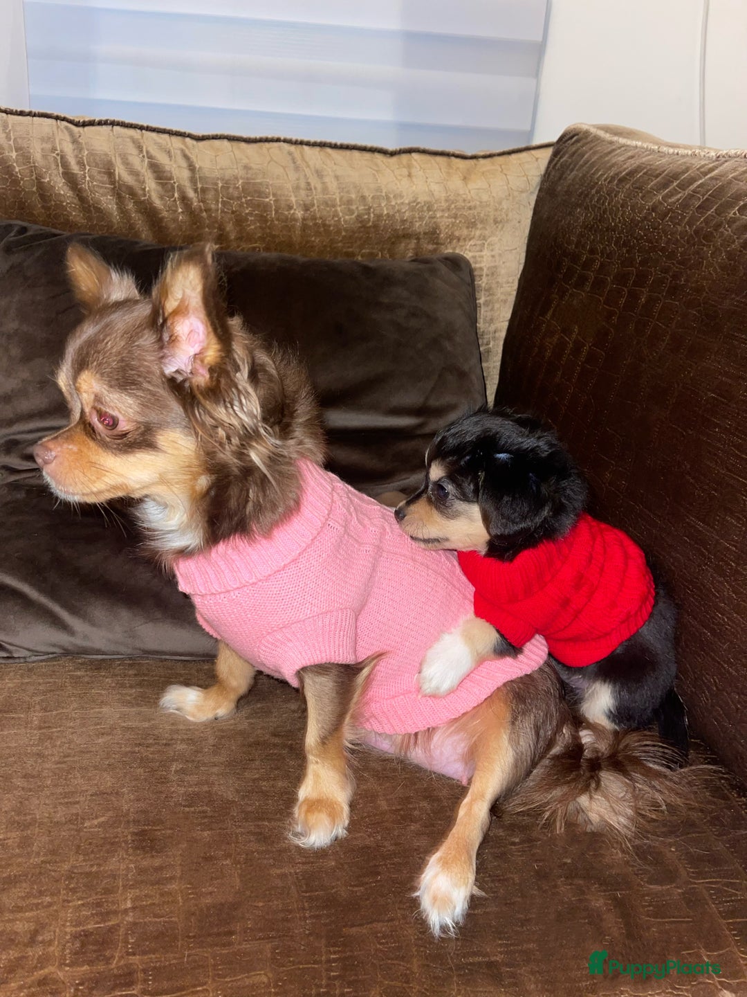 Kruising honden te koop: Chihuahua kruising pups - Advertentie 3