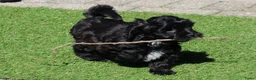 Shihpoo honden te koop: shihpoo pups beschikbaar  - Advertentie 7