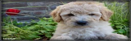 Labradoodle honden te koop: Labradoodle medium pups - Advertentie 10