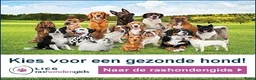Golden Retriever honden te koop: Golden Retriever Pups met Stamboom. - Advertentie 31