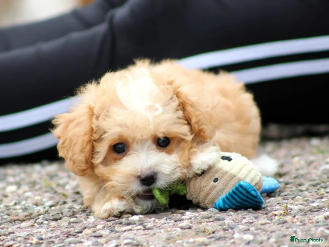 Maltipoo honden te koop: Lieve Maltipoo pups - Advertentie 1