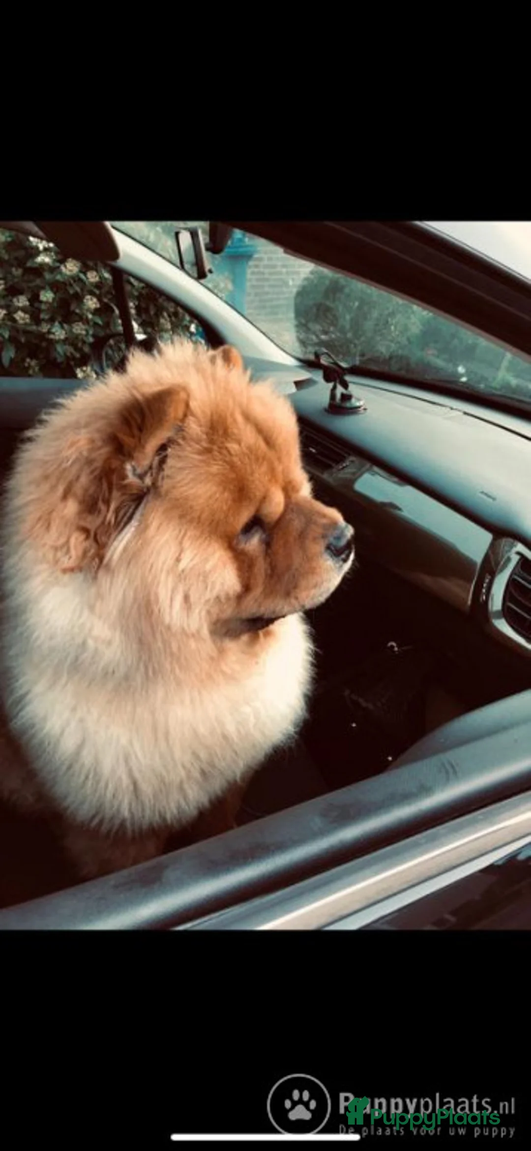 Chow Chow honden ter dekking: Dek reu chowchow opgegroeid in gezinssituatie in Schijndel - Advertentie 2