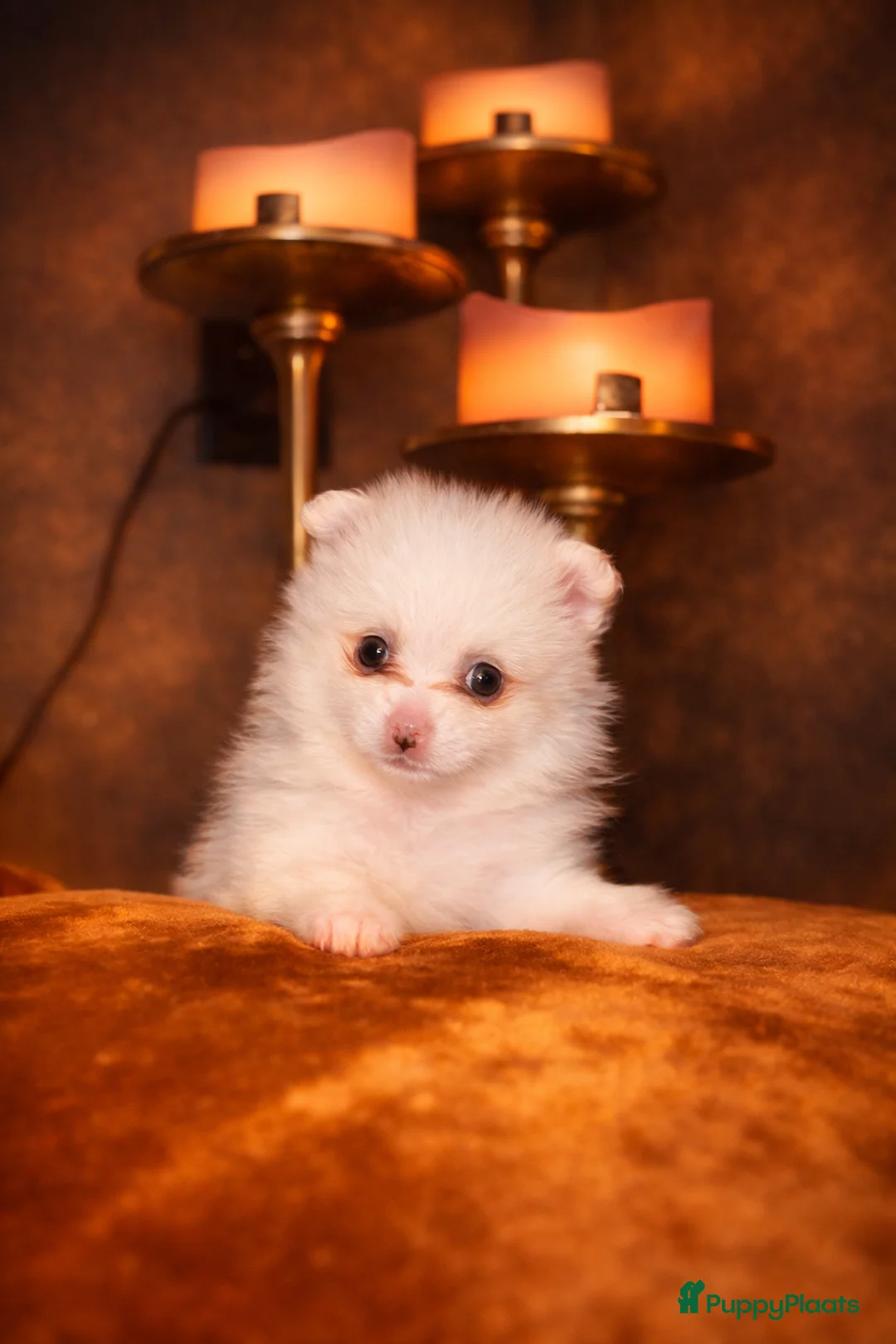 Pomeriaan honden te koop: Pomeriaan pups - Advertentie 4