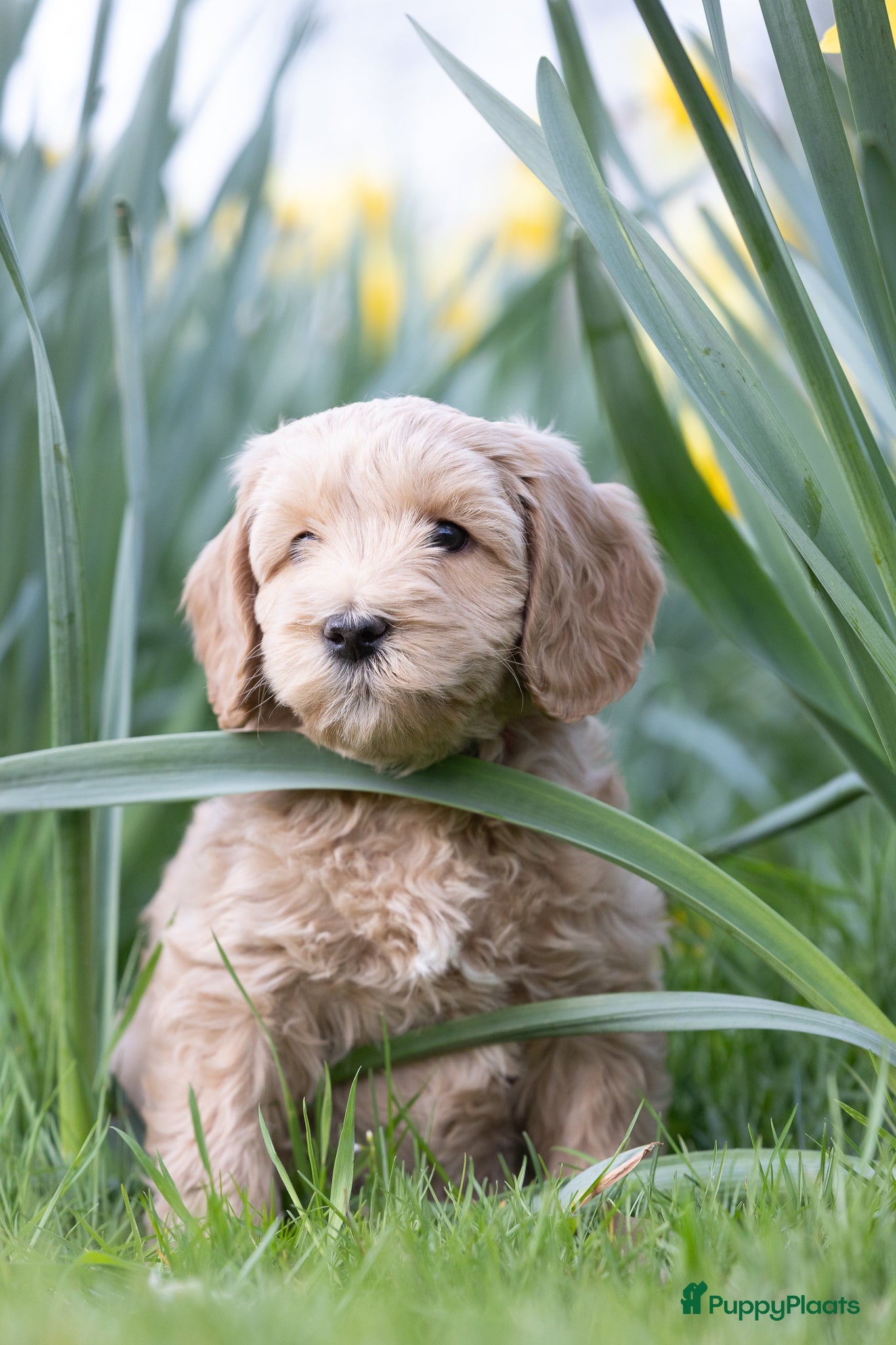 Labradoodle honden Lieve labradoodles  - Advertentie 2