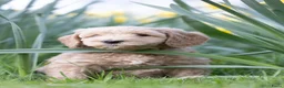 Labradoodle honden te koop: Lieve labradoodles  - Advertentie 1