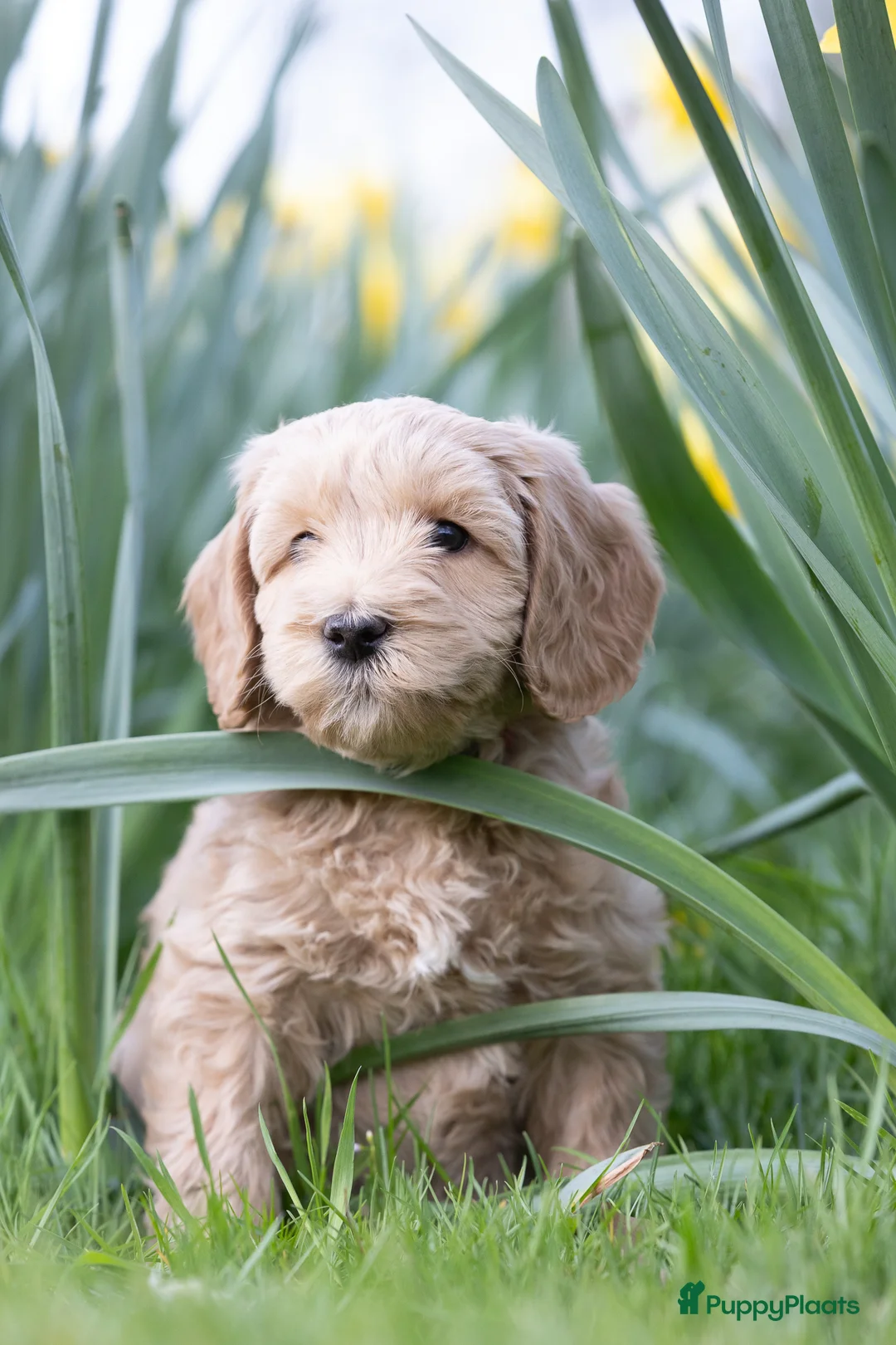 Labradoodle honden te koop: Lieve labradoodles  - Advertentie 1