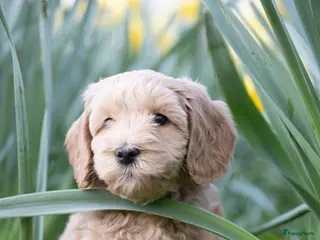 Labradoodle honden Lieve labradoodles - Advertentie 2