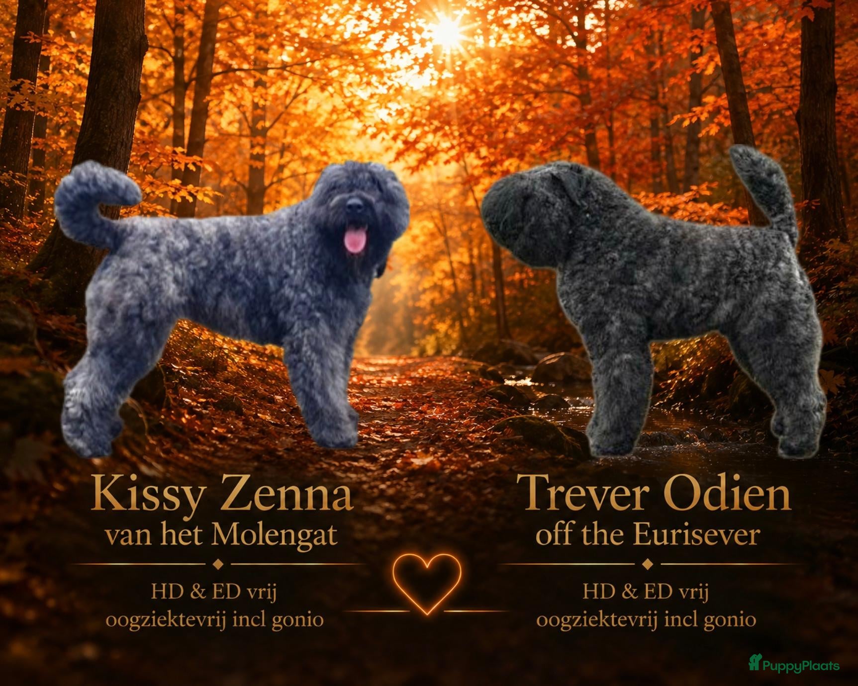 Bouvier des Flandres honden Bouvierpups verwacht half november - Advertentie 1