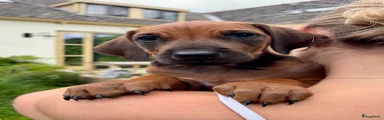 Rhodesian Ridgeback Puppy 3