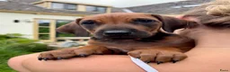 Rhodesian Ridgeback honden te koop: Rhodesian Ridgeback pups  - Advertentie 6