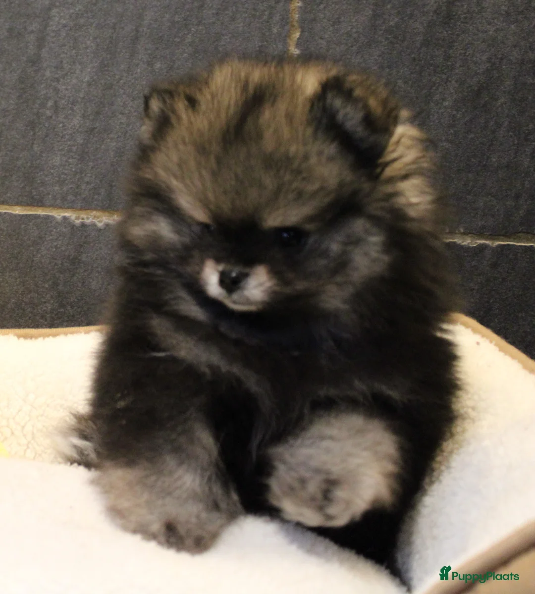 Pomeriaan honden te koop: Pomeriaan pups - Advertentie 21