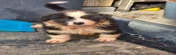 Australian Shepherd honden te koop: Australian shepherd australische herder pups - Advertentie 9