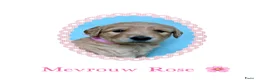 Australian Labradoodle honden te koop: Prachtig nestje Australian Labradoodles van Koosje - Advertentie 8