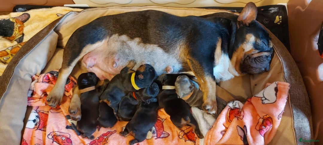 Franse Bulldog honden te koop: Prachtige Franse Bulldog pups met stamboom in Zoutleeuw - Afbeelding 24