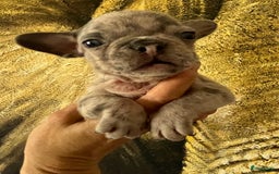 Franse Bulldog honden te koop: Franse Bulldog pups in huis opgevoed  - Afbeelding 8