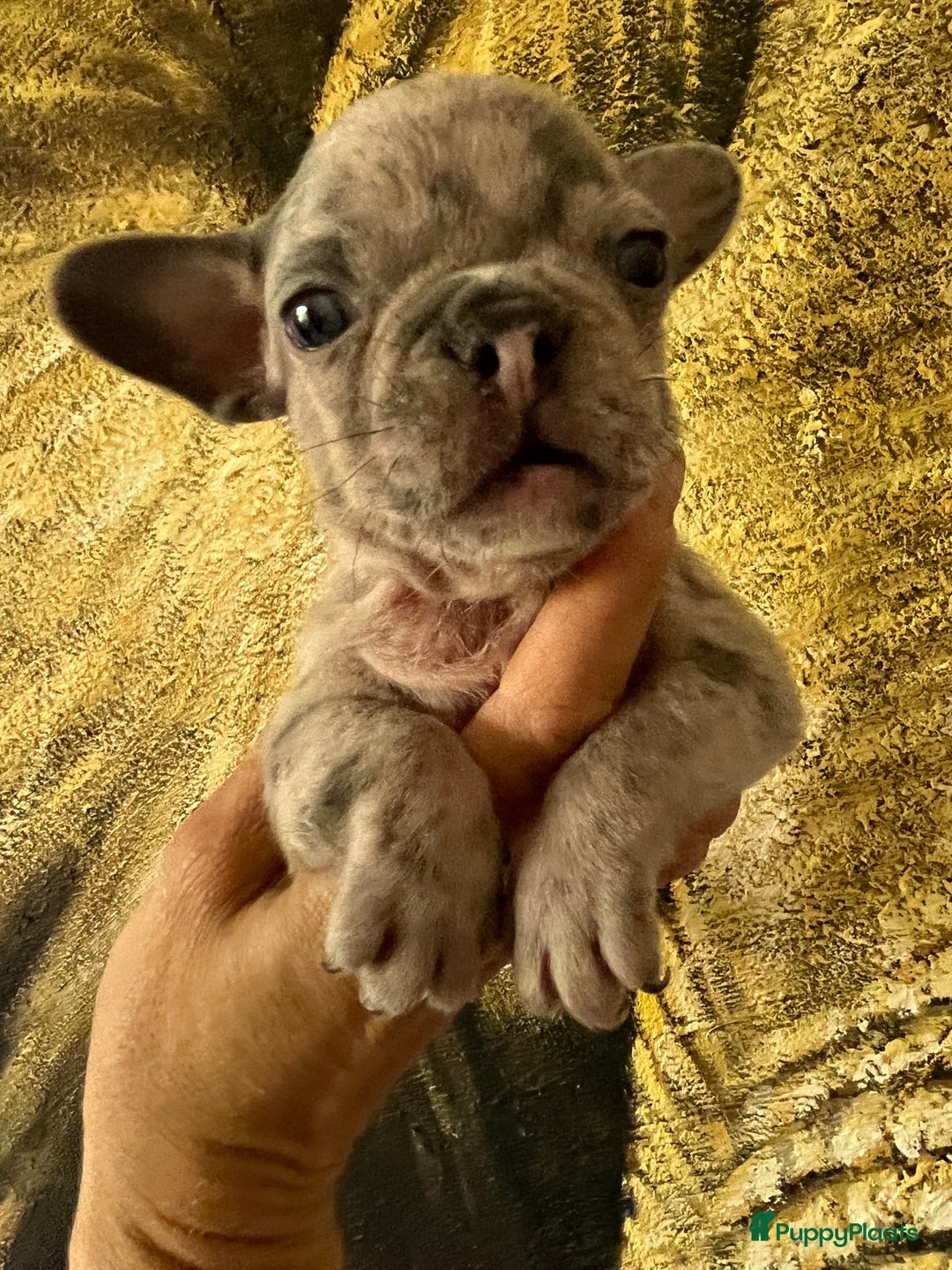 Franse Bulldog honden te koop: Franse Bulldog pups in huis opgevoed  - Afbeelding 8