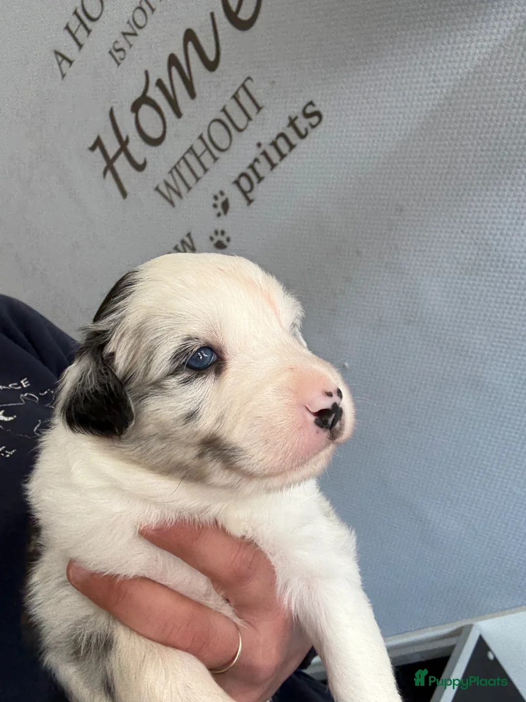 Australian Shepherd honden te koop: Australian shepherd pups fci pedigree - Advertentie 2