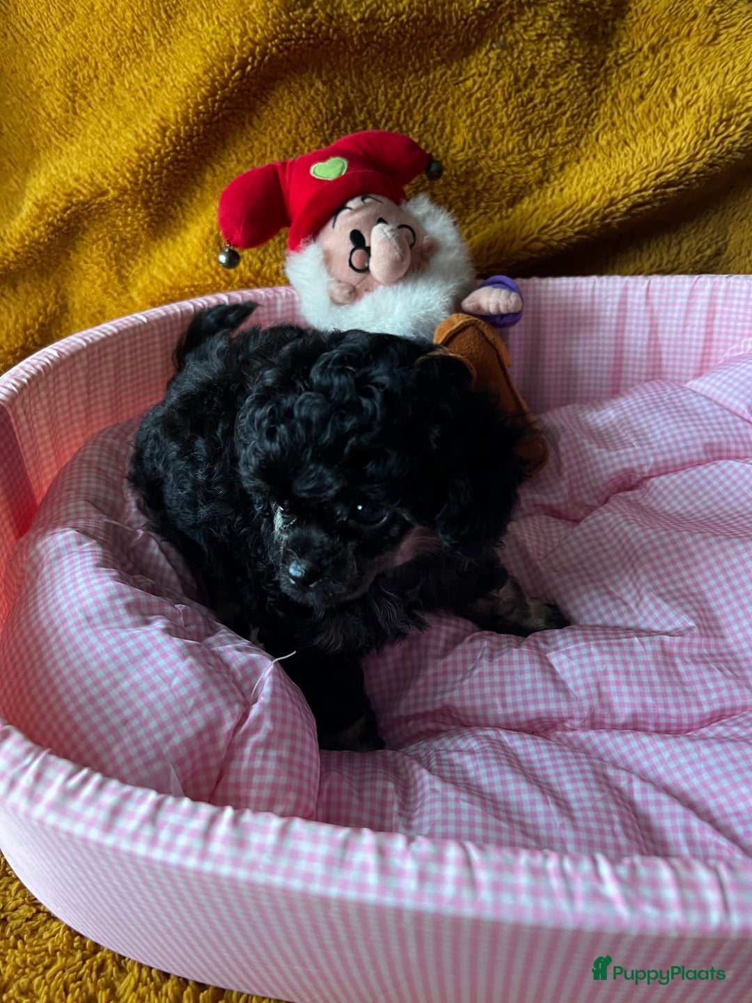 Poedel Toy honden te koop: Toy poedels  - Advertentie 12