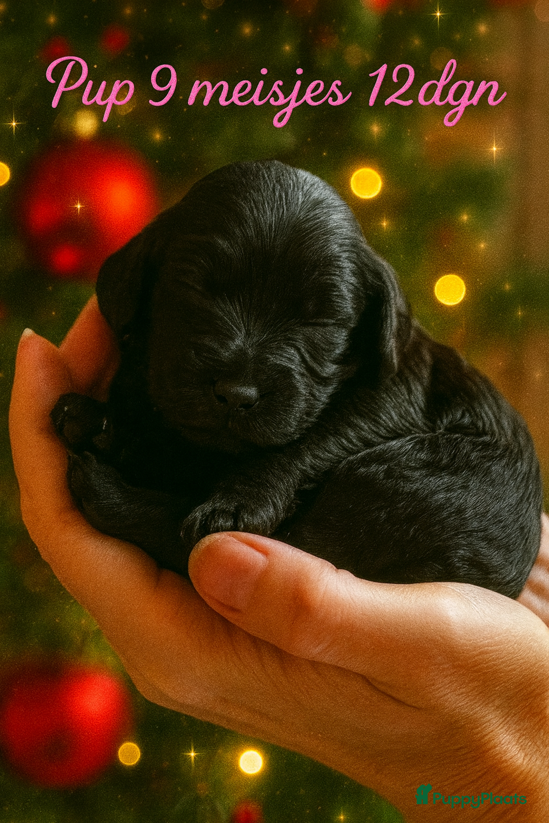 Labradoodle honden te koop: ✨ Liefdevol opgegroeide pups enkele te reserveren - Advertentie 14