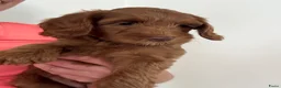 Australian Labradoodle honden te koop: Australian Labradoodle pups van geteste ouders - Advertentie 8