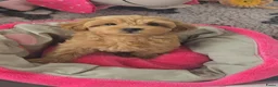 Maltipoo honden te koop: Mooie Lieve Maltipoo Maltezer / toypoedel pups - Advertentie 8