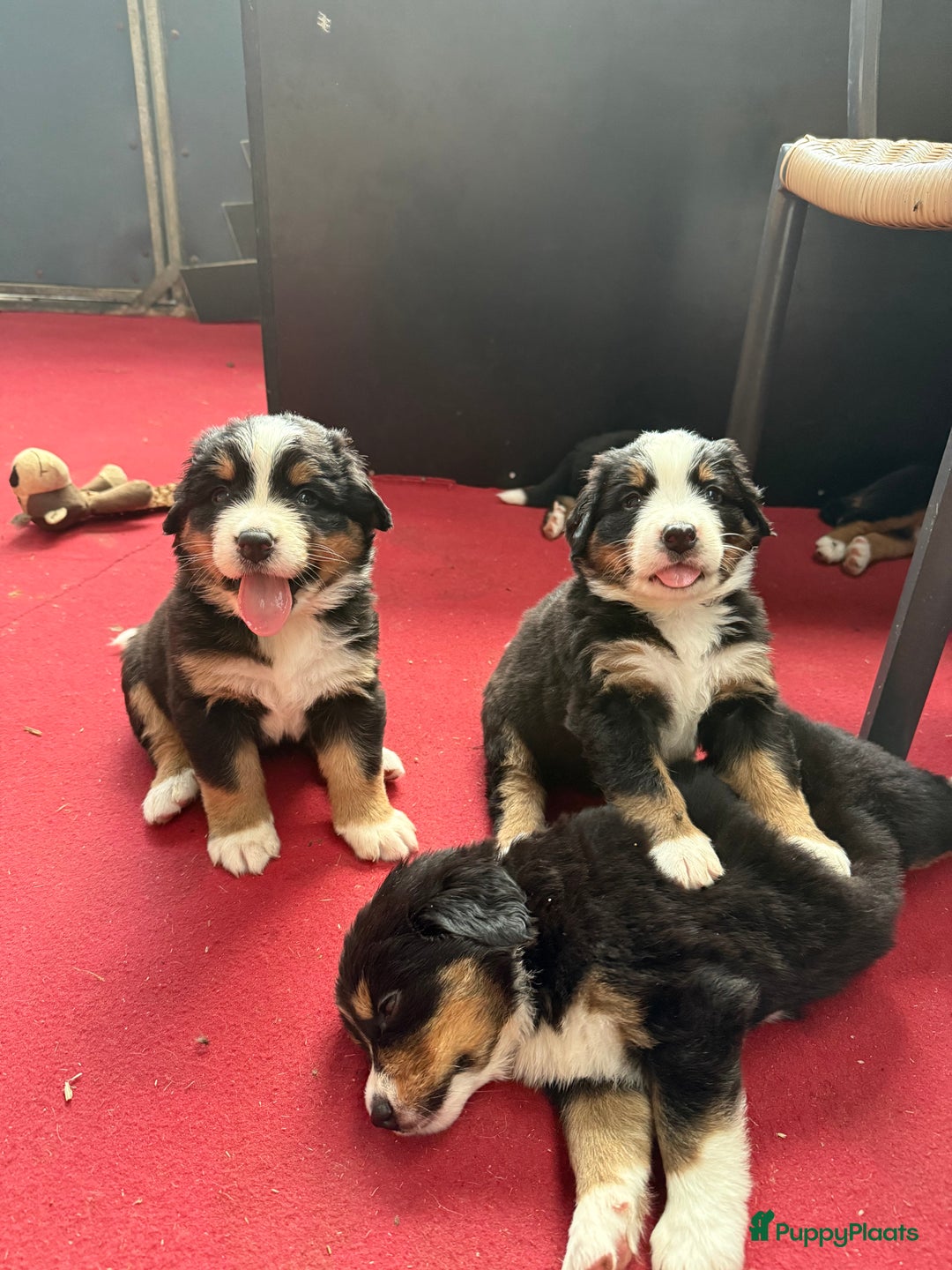 Berner Sennenhond honden te koop: Berner Sennen x Appenzeller pups te koop - Afbeelding 18