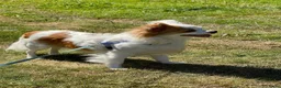 Chihuahua honden te koop: Chihuahua pups raszuiver te koop in Dongen - Advertentie 6