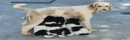 Labradoodle honden te koop: labradoodle pups met filmpje - Advertentie 1