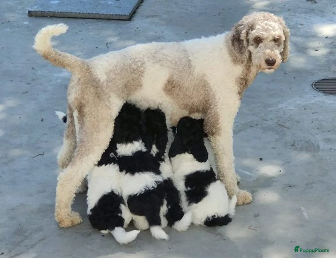 Labradoodle honden te koop: labradoodle pups met filmpje - Advertentie 1