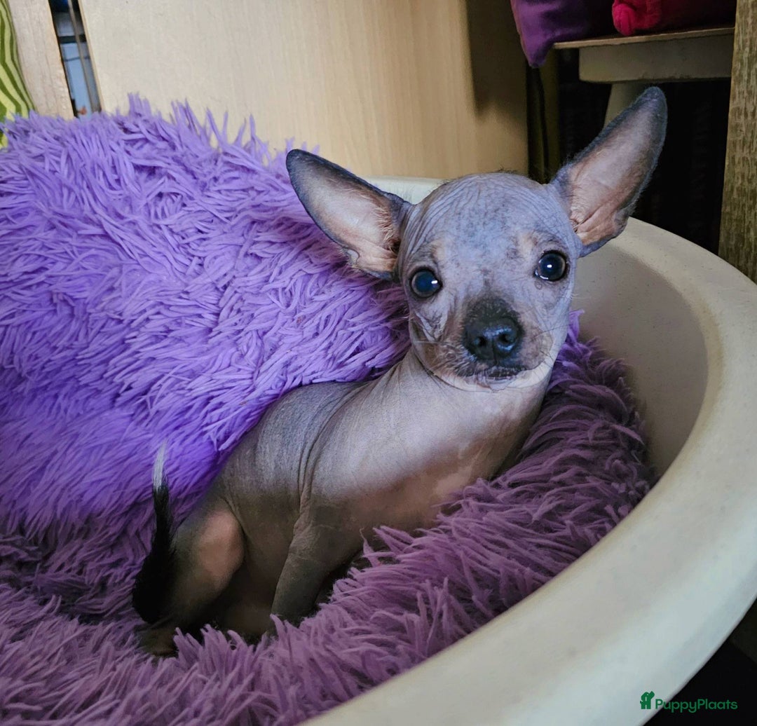Mexicaanse Naakthond honden te koop: Naakt hondje. - Advertentie 2