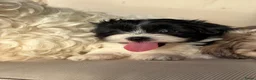 Kruising honden te koop: Prachtige boomer pups  - Advertentie 21